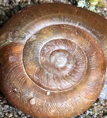 Triodopsis platysayoides