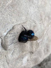 Osmia ribifloris