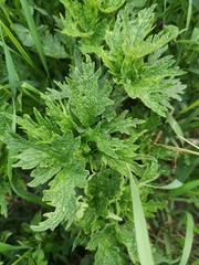 Leonurus quinquelobatus