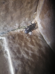Derosphaerus sinensis