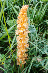 Orobanche amethystea amethystea