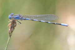 Argia leonorae