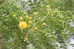 Leucaena retusa