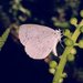 Appalachian Azure - Photo (c) northganaturalist, some rights reserved (CC BY-NC), uploaded by northganaturalist
