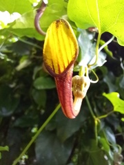Aristolochia sempervirens