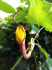 Aristolochia sempervirens