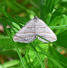 Scotopteryx coarctaria