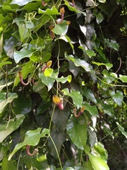 Aristolochia sempervirens