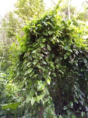 Aristolochia sempervirens