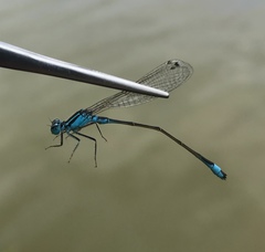 Ischnura elegans malikovae
