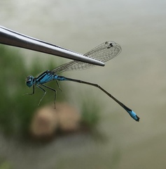 Ischnura elegans malikovae