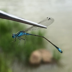 Ischnura elegans malikovae