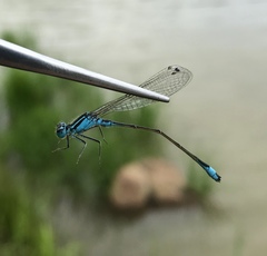 Ischnura elegans malikovae