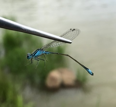 Ischnura elegans malikovae