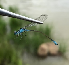 Ischnura elegans malikovae