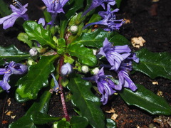 Ajuga pygmaea