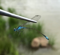 Ischnura elegans malikovae