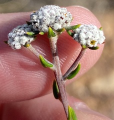 Phylica acmaephylla