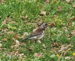 Turdus pilaris