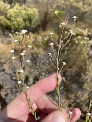 Phylica acmaephylla