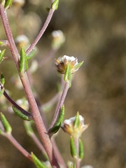Phylica acmaephylla