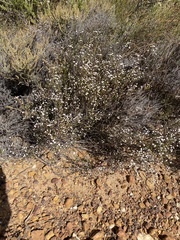 Phylica acmaephylla