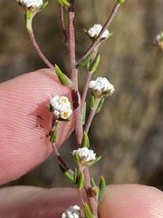 Phylica acmaephylla