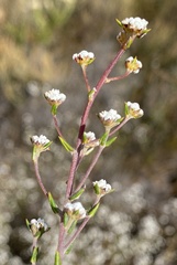 Phylica acmaephylla