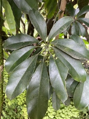Heptapleurum arboricola
