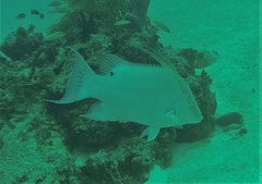 Lachnolaimus maximus