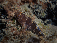 Hypleurochilus bermudensis