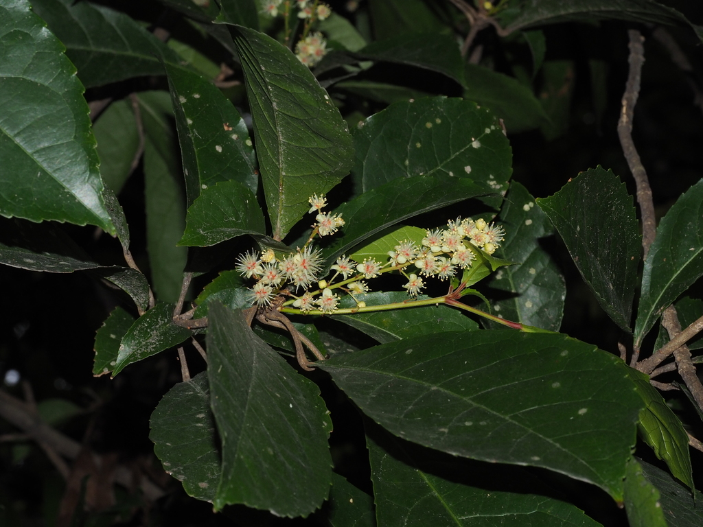 Bennettiodendron