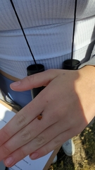 Coccinella septempunctata