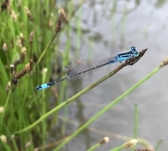 Ischnura elegans malikovae