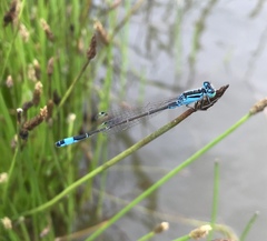 Ischnura elegans malikovae