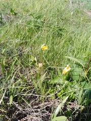 Tulipa sylvestris biebersteiniana