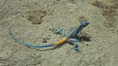Acanthocercus adramitanus