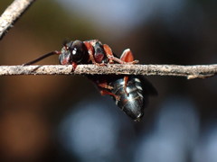 Triepeolus rufithorax