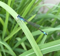 Ischnura elegans malikovae