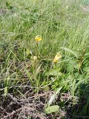 Tulipa sylvestris biebersteiniana