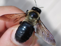 Xylocopa virginica krombeini