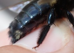 Xylocopa virginica krombeini
