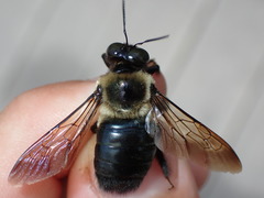 Xylocopa virginica krombeini