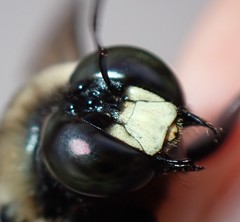 Xylocopa virginica krombeini
