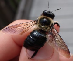 Xylocopa virginica krombeini