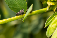 Enchenopa quadricolor