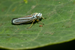 Graphocephala flavovittata