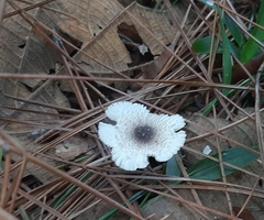 Agaricales