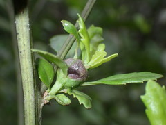 Neolasioptera lathami