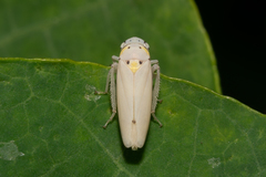 Graphocephala marathonensis